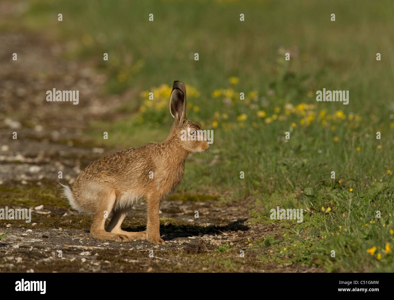 Brown Hare (Lepus europaeus) sat at the side of a disused airfield runway. Stock Photo