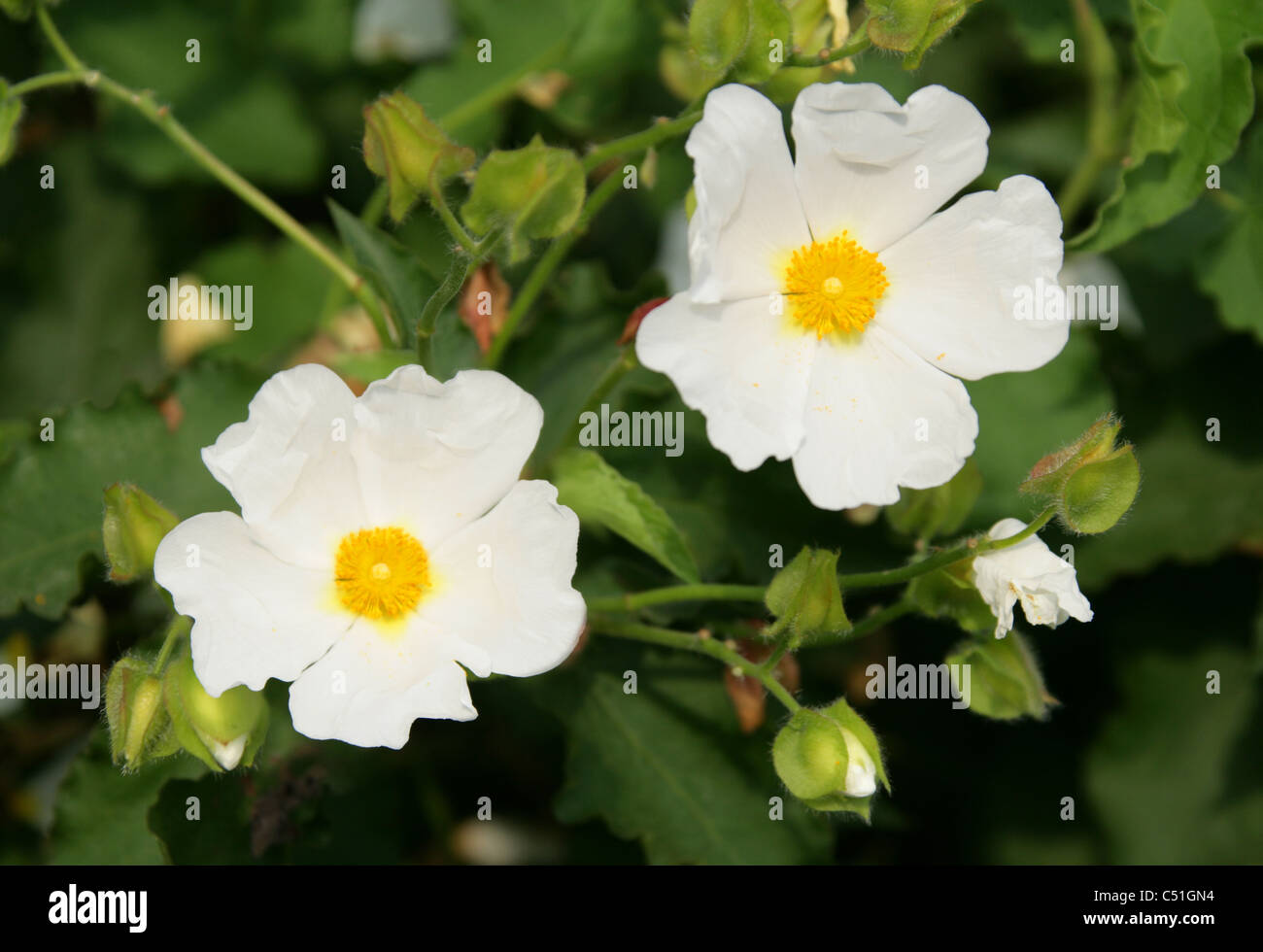 Rockrose, Cistus populifolius, Cistaceae. Stock Photo