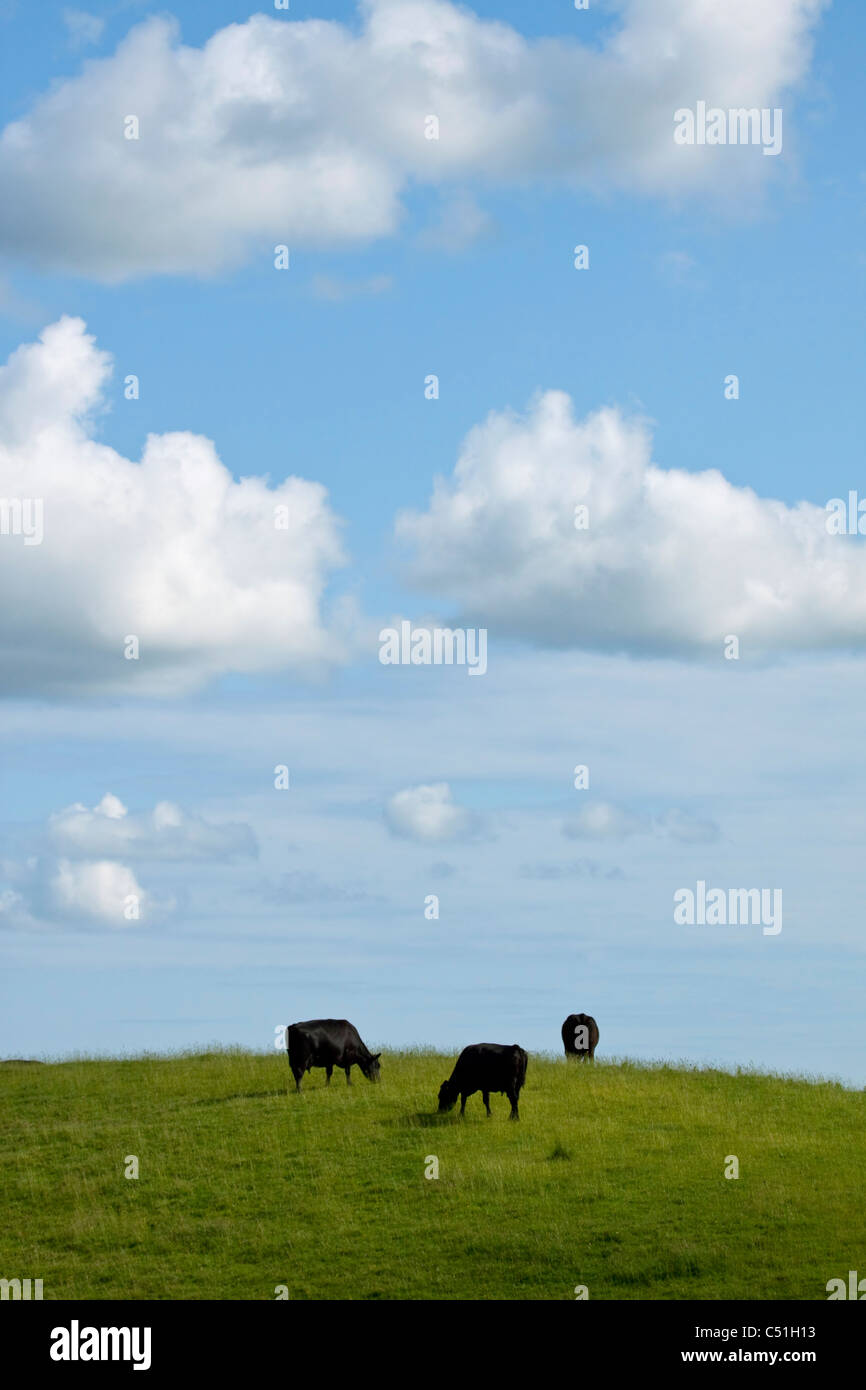dairy cows grazing on a hill under a blue sky with white clouds Stock Photo
