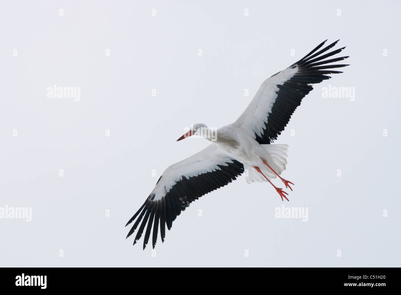 White Stork (Ciconia Ciconia) in flight, The Hague, Netherlands Stock Photo