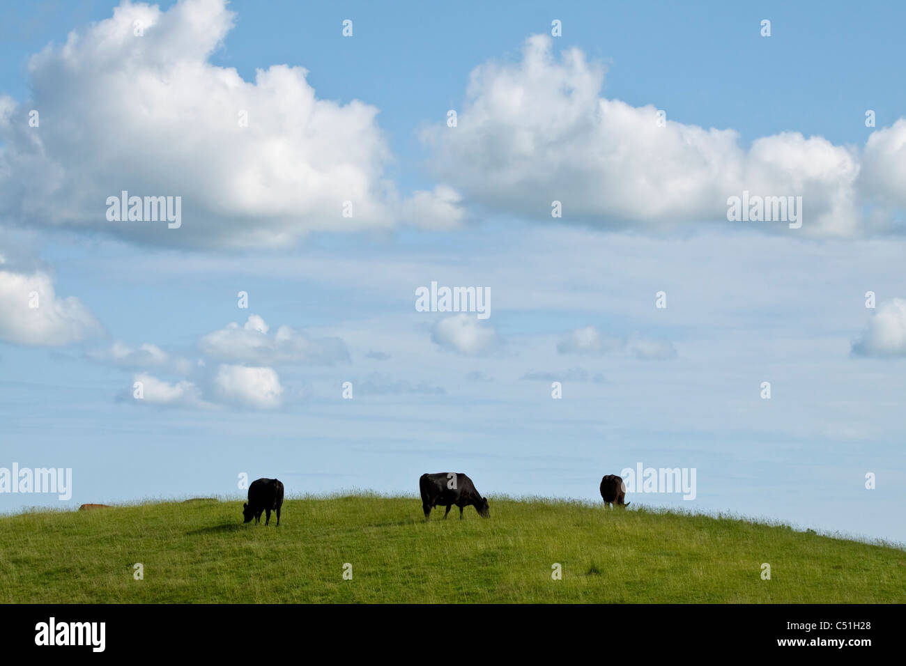 dairy cows grazing on a hill under a blue sky with white clouds Stock Photo