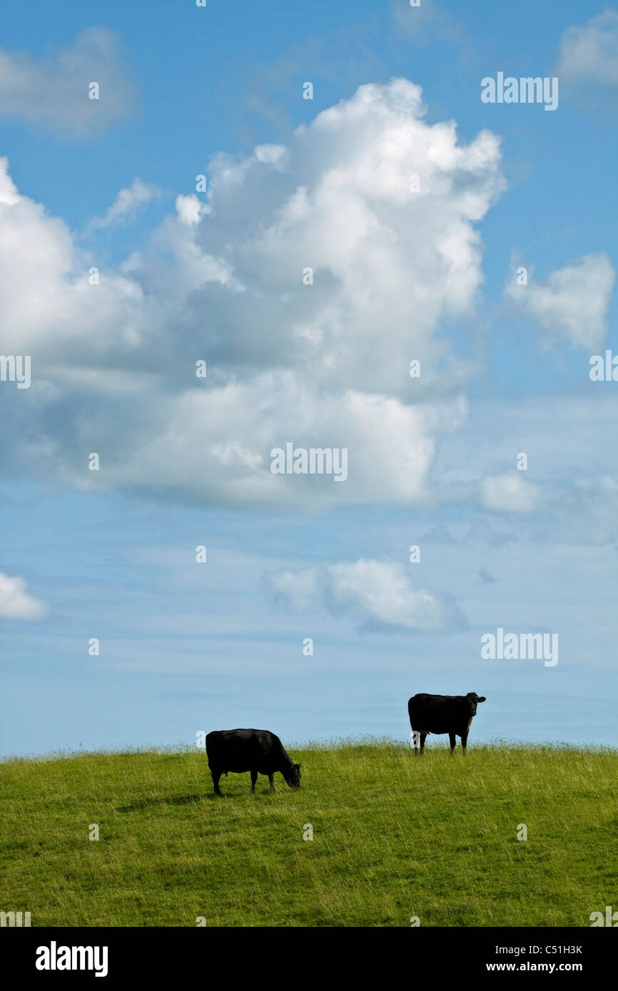 dairy cows grazing on a hill under a blue sky with white clouds Stock Photo