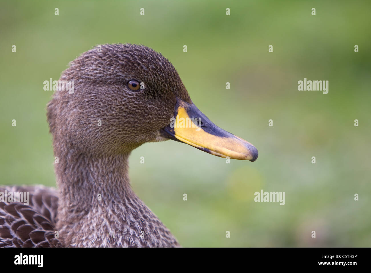 African Yellowbill, Anas undulata undulata Stock Photo Alamy