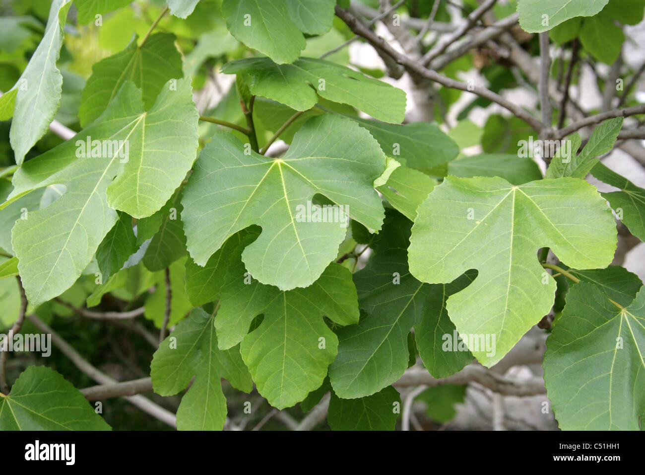 Common Fig, Ficus carica, Moraceae. Mediterranean, South West Asia. Stock Photo