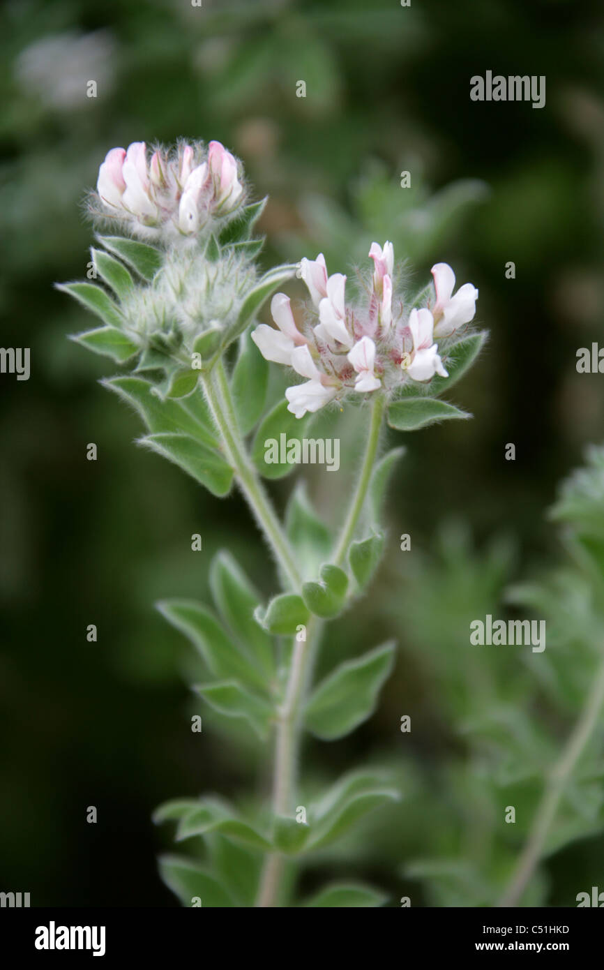 Hairy Canary Clover, Dorycnium hirsutum, Fabaceae. Southern Europe, Mediterranean. Syn. Lotus hirsutus. Stock Photo