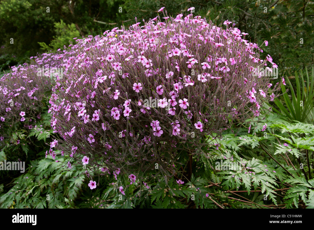 Madeira Cranesbill, Geranium maderense, Geraniaceae. Stock Photo