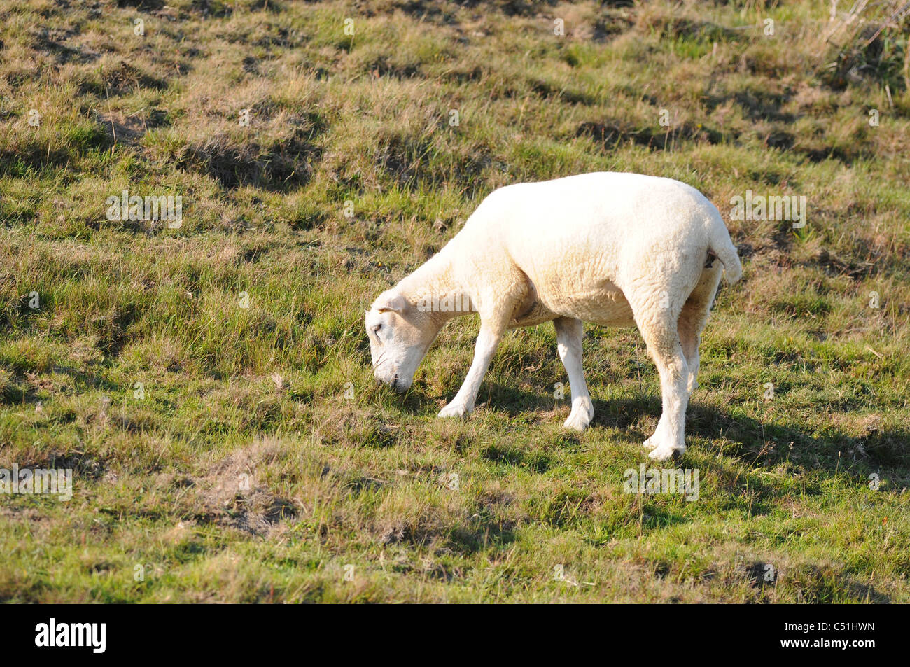 Lone sheep grassing on hill side, above Abbotsbury, Dorset Stock Photo