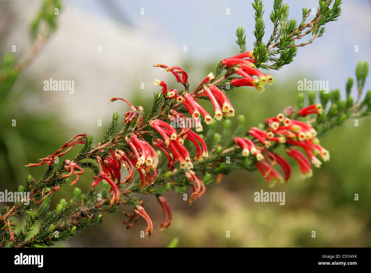 Outeniqua Heath, Erica versicolor, Ericaceae. South Africa. Stock Photo