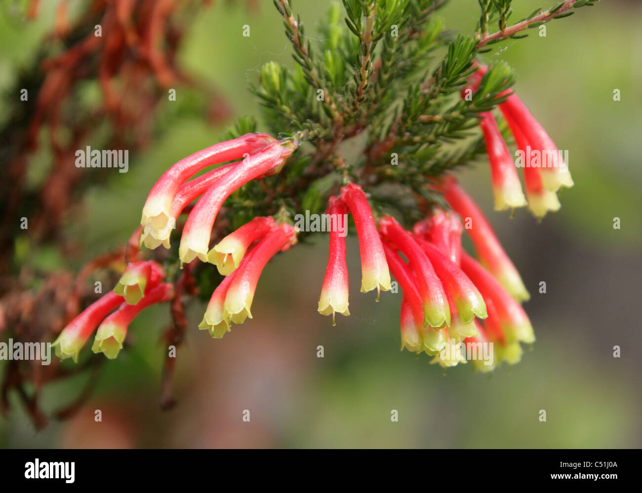 Outeniqua Heath, Erica versicolor, Ericaceae. South Africa. Stock Photo