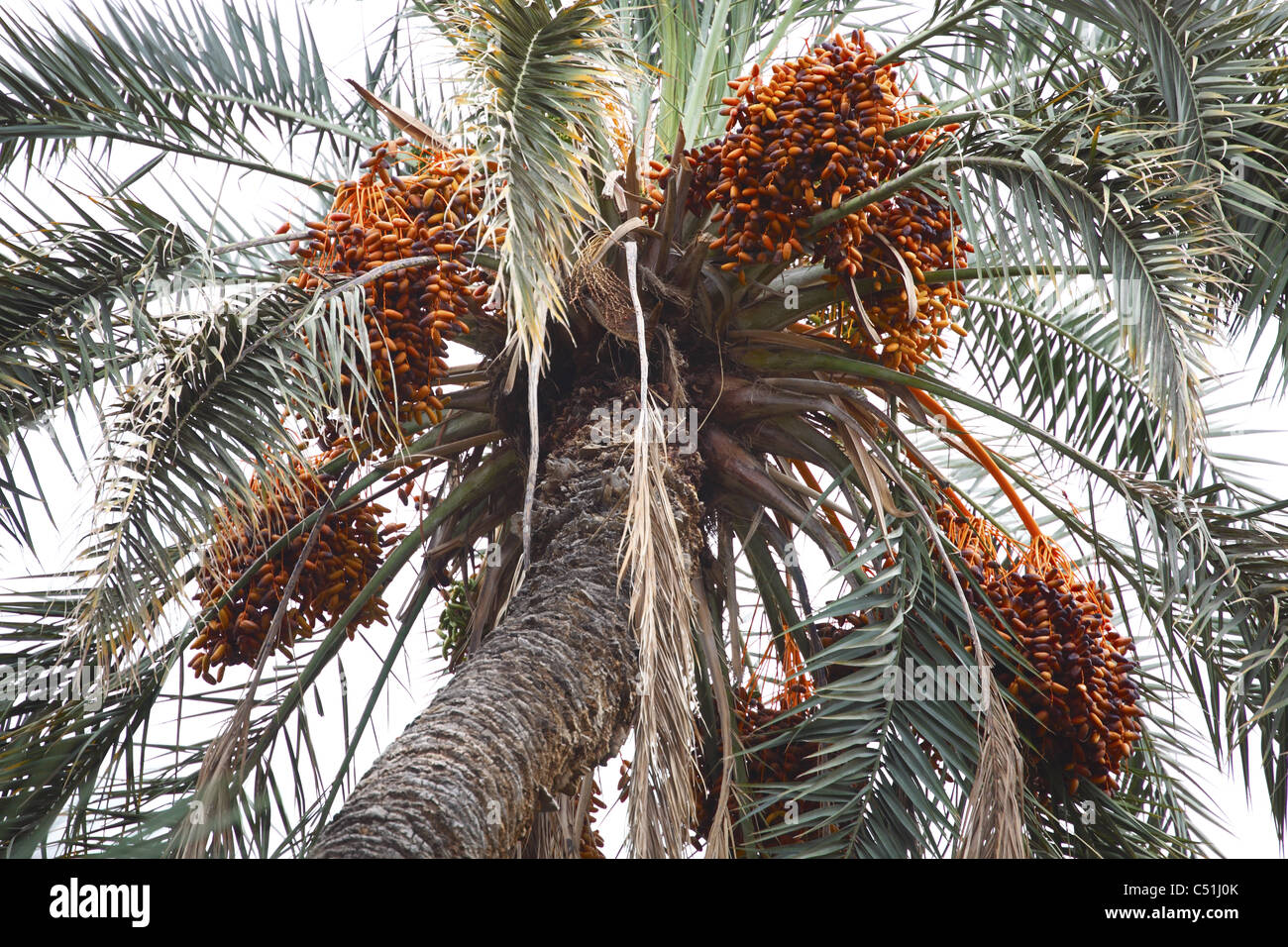 Africa, North Africa, Tunisia, Tamerza Oasis, Dates hanging from Date Palm Tree Stock Photo