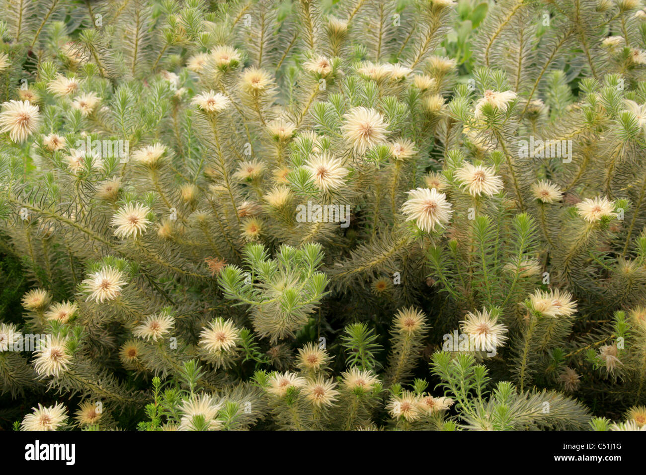 Phylica or Featherhead Bush, Phylica pubescens, Rhamnaceae, New Zealand, South Africa, United States. Stock Photo