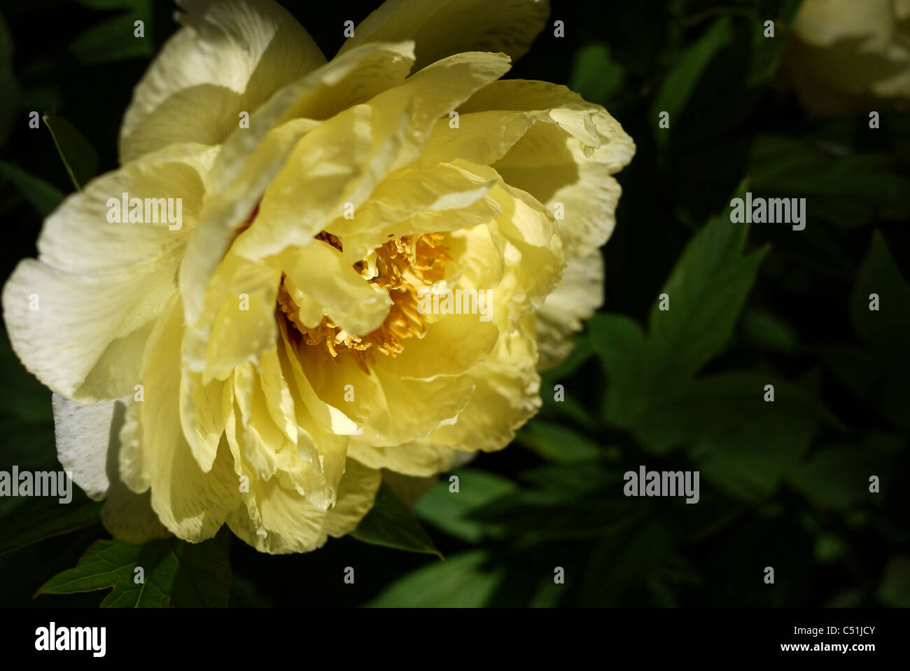Peonies in garden Stock Photo - Alamy