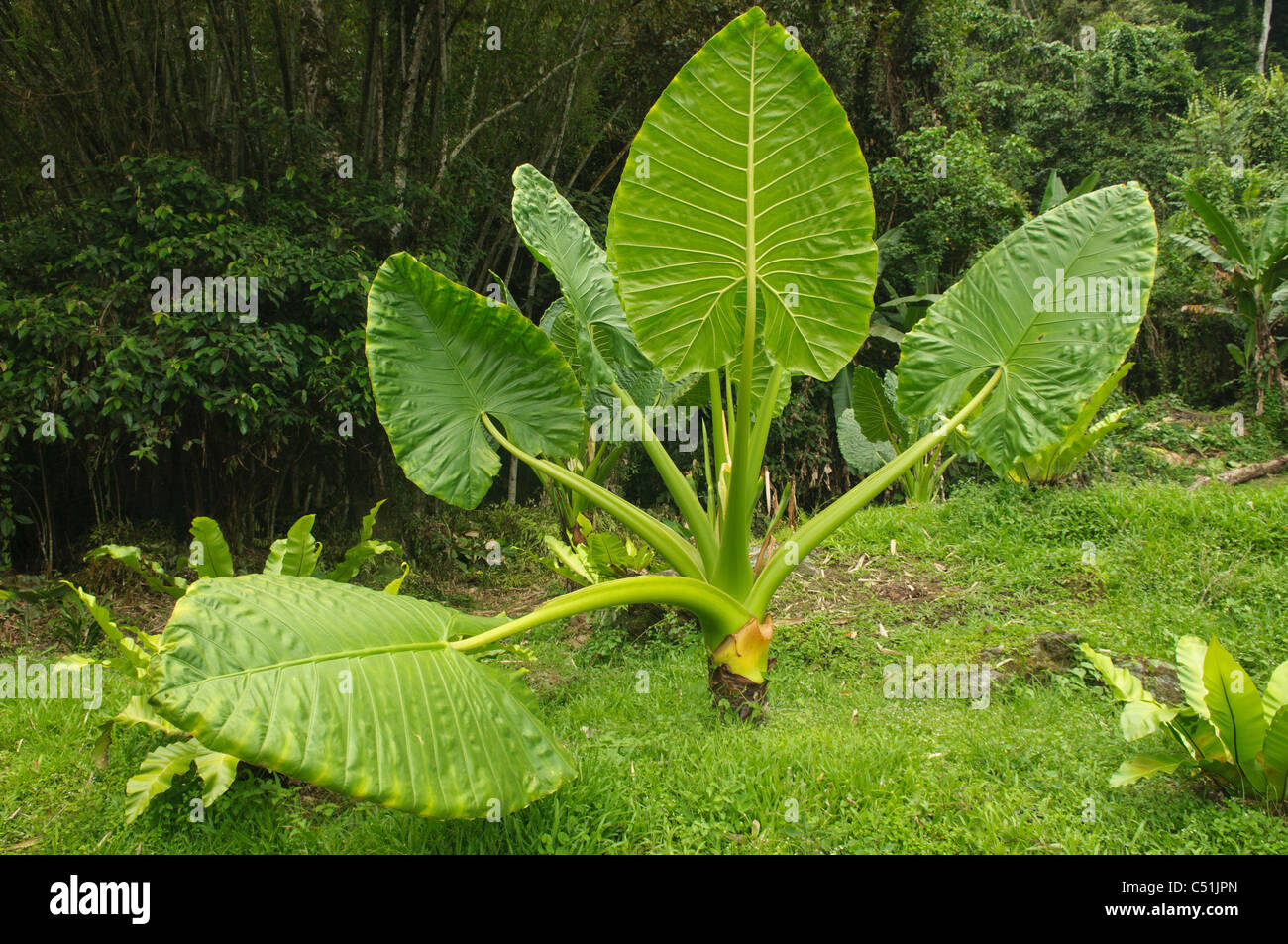 giant leaves in the jungle near Kinabalu National Park in Sabah, Borneo, Malaysia Stock Photo