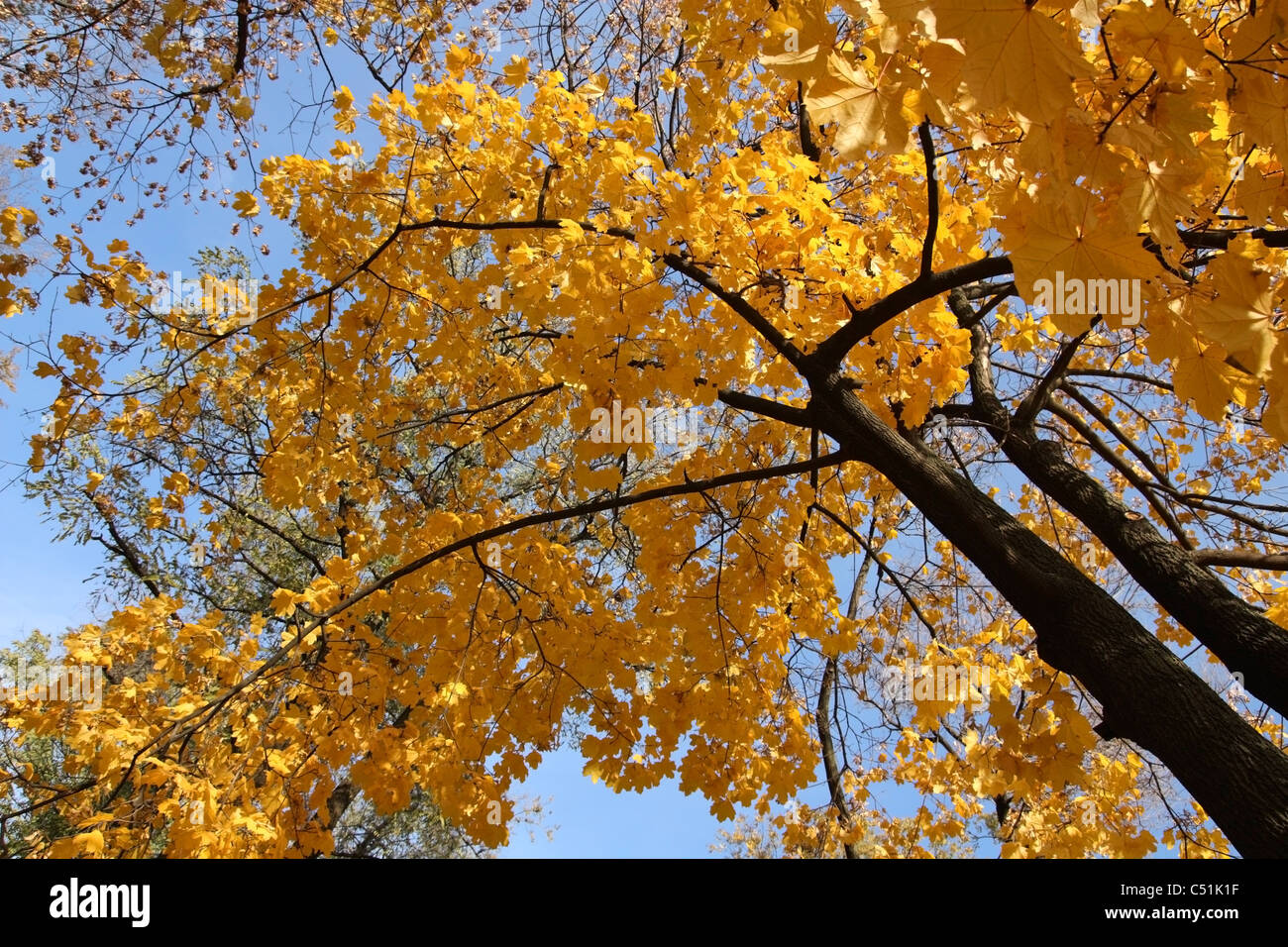 Autumn maple with yellow leaves against the sky Stock Photo - Alamy