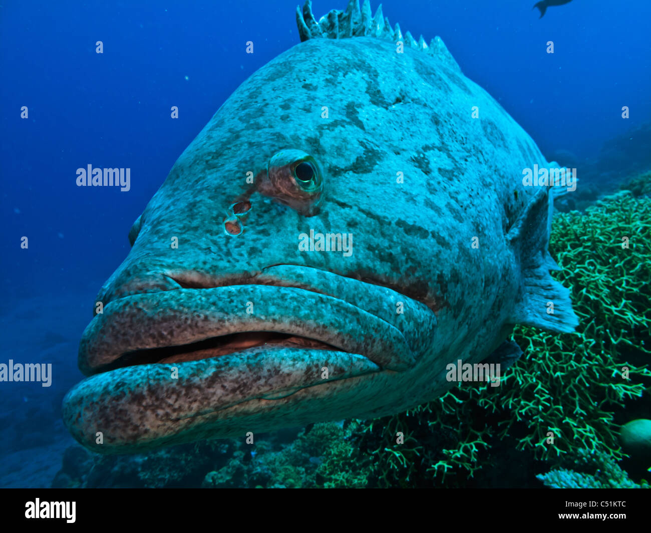 Giant Potato cod (Epinephelus tukula)  on Great Barrier Reef Australia Stock Photo