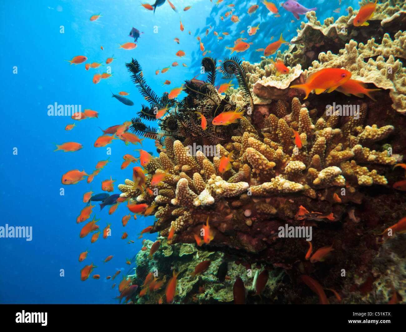Coral and colorful fish Great Barrier Reef Australia Stock Photo