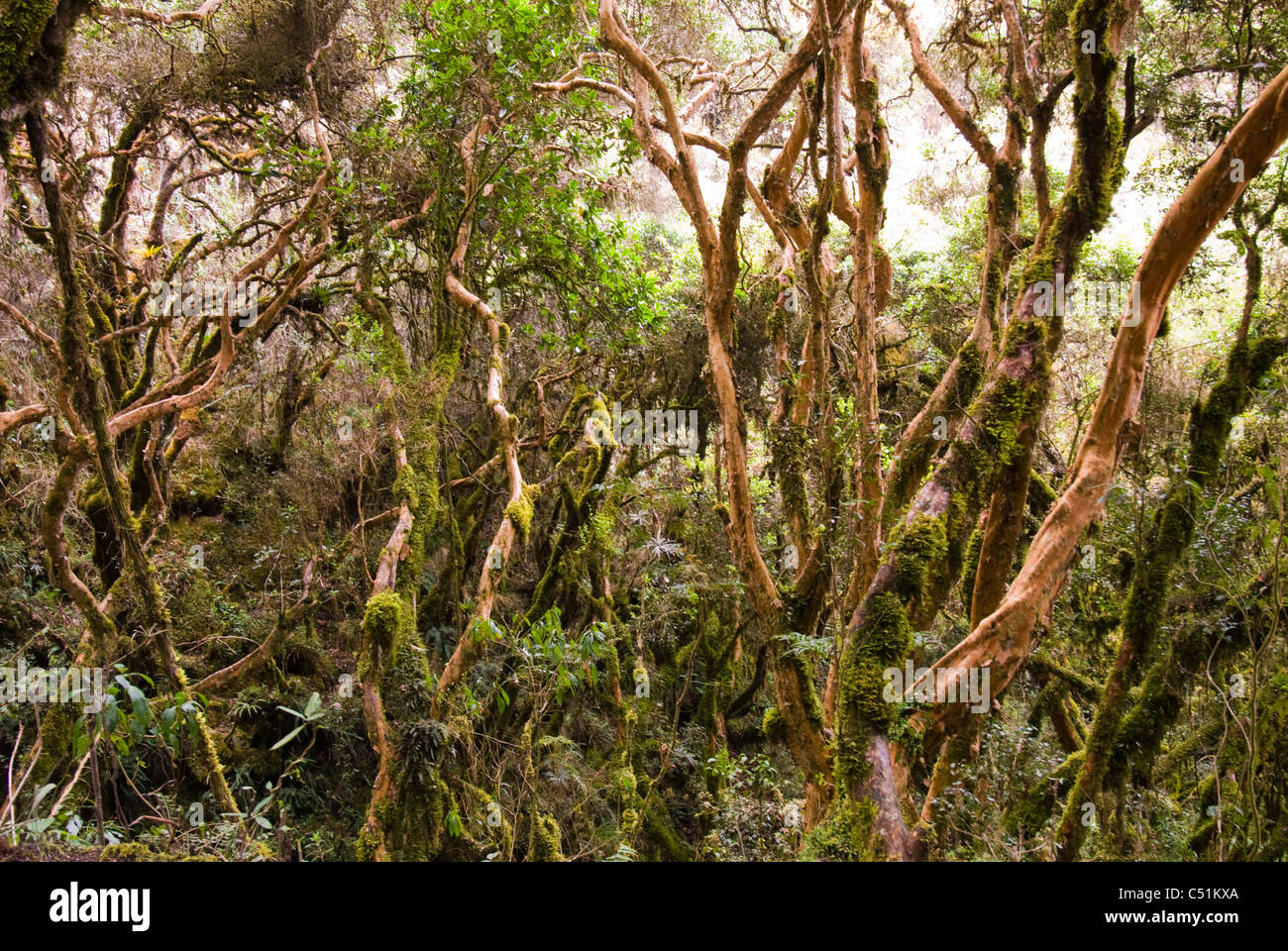 Native and endangered polylepis woodland (Polylepis sp.) along Inca Trail Peru Stock Photo