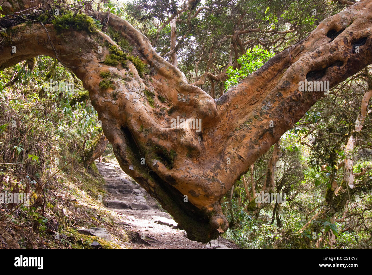 Native and endangered polylepis (Polylepis sp.) woodland along Inca Trail Peru Stock Photo