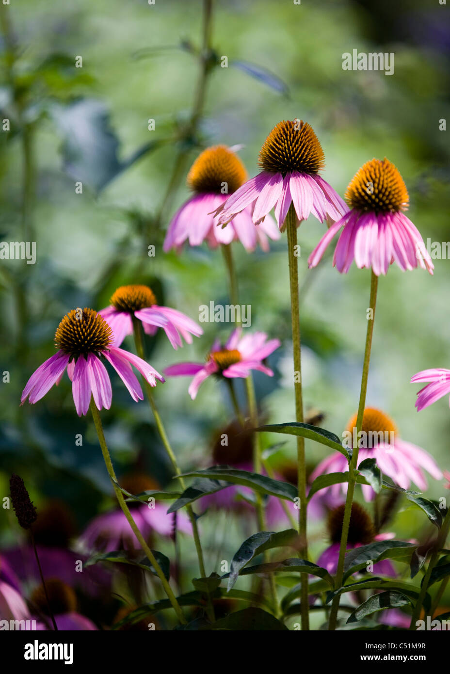 Purple Coneflowers (Echinacea purpurea) in full bloom Stock Photo