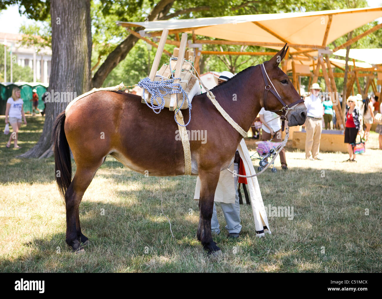 Full profile view of working mule Stock Photo