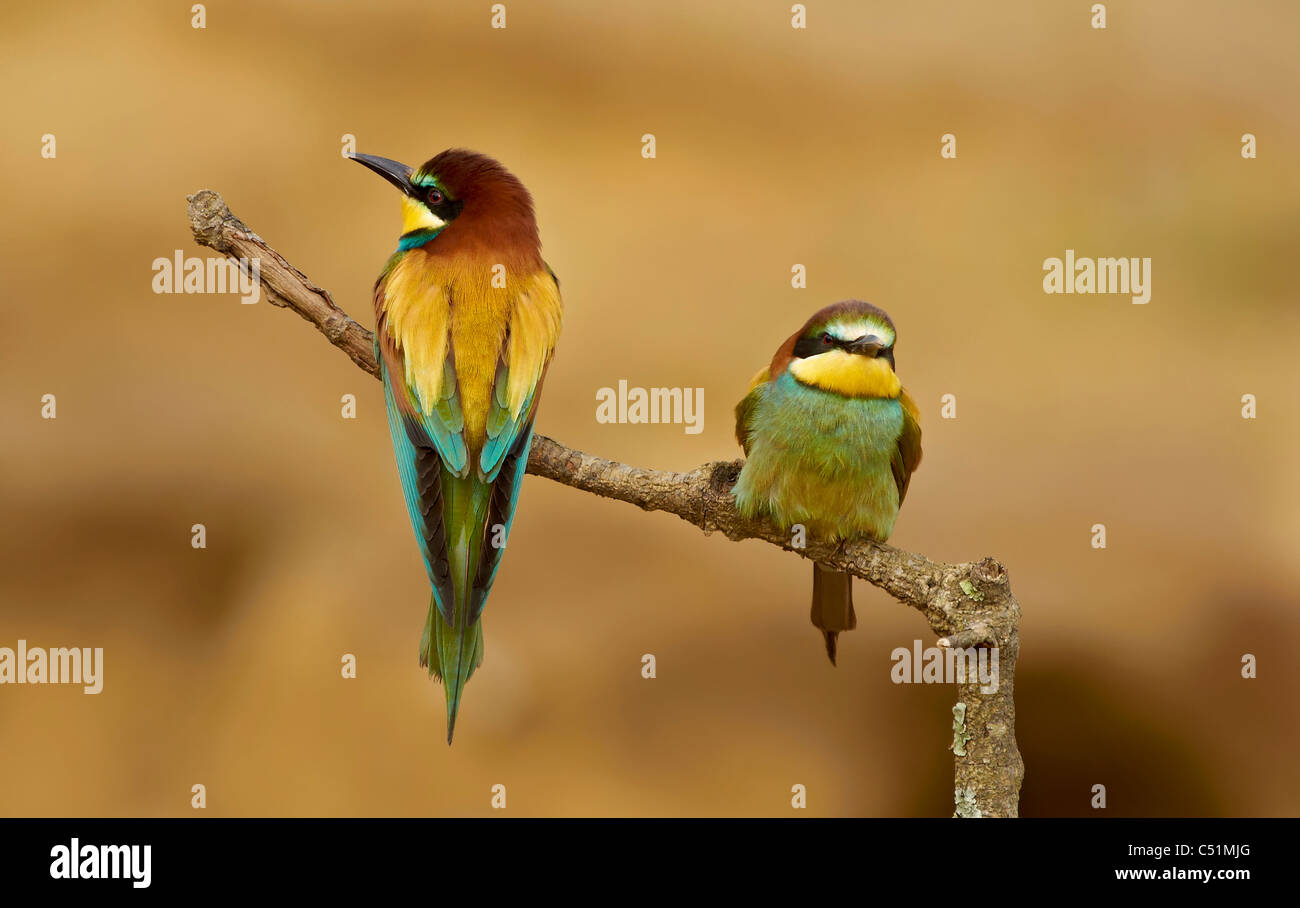 pareja de abejarucos,pair of bee-eaters Merops apiaster,abejarucos Stock Photo