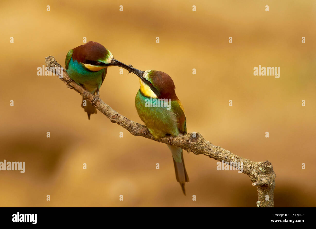 pareja de abejarucos,cortejo,pair of bee-eaters eating Merops apiaster,abejarucos alimentandose Stock Photo