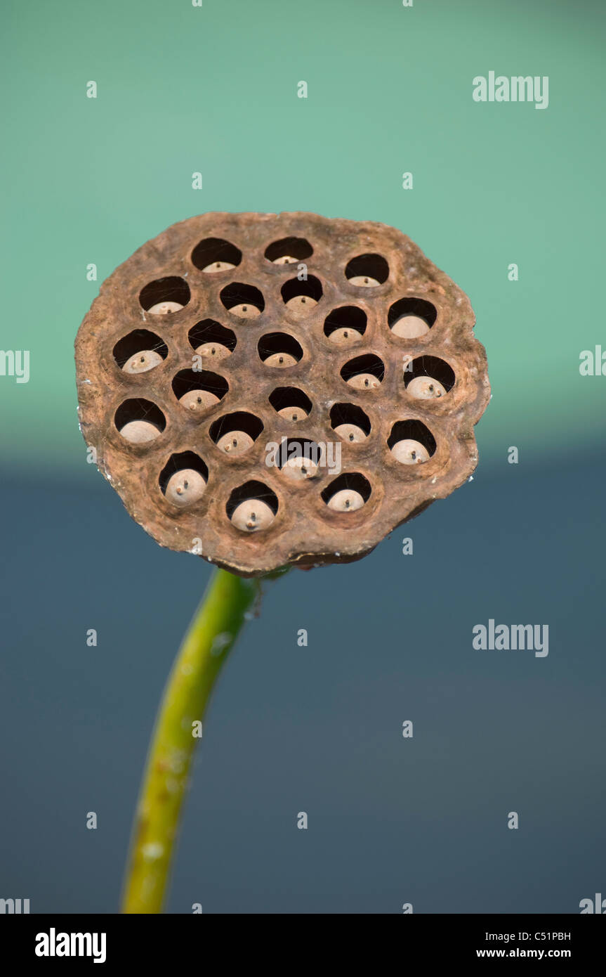 lotus aquatic plant seed pod Stock Photo Alamy