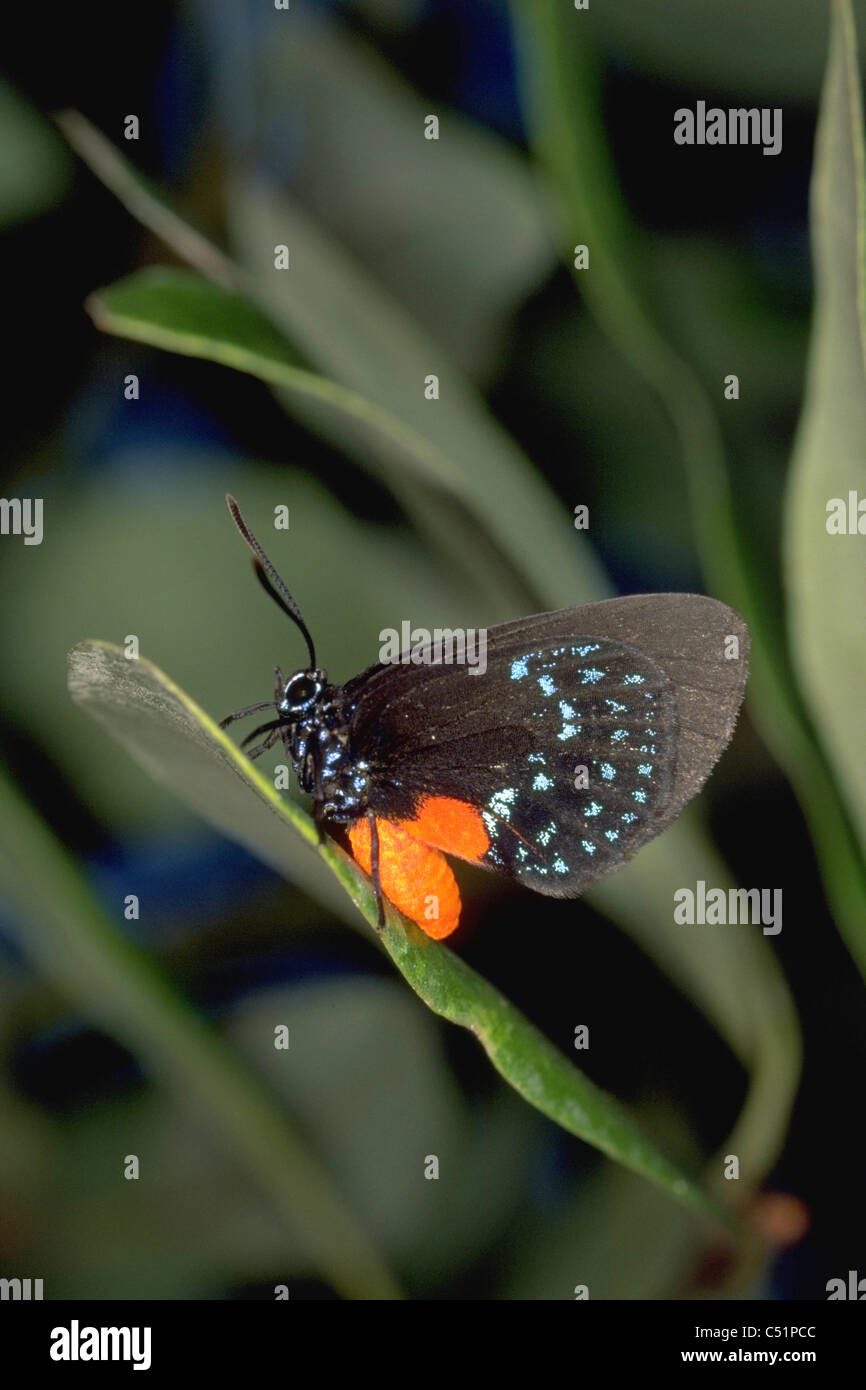 atala butterfly insect bug Stock Photo - Alamy