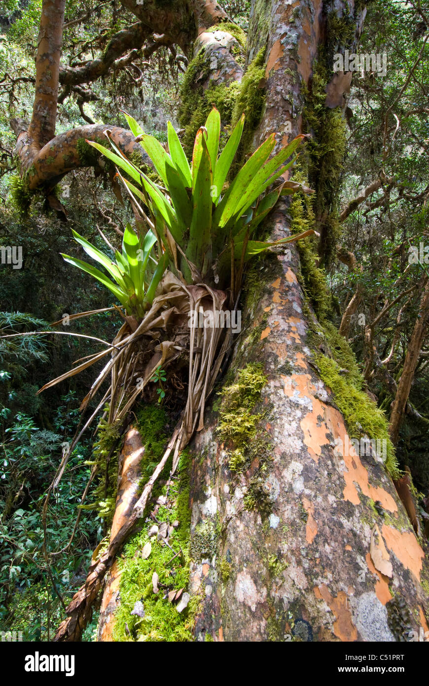 Bromeliad growing on polylepis sp. in polylepis woodland along the Inca Trail in Peru Stock Photo