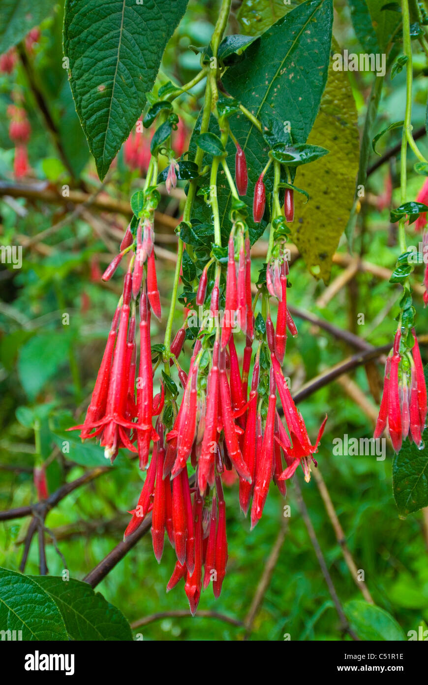 Salvia (Labiateae) growing in the Andes cloud forest near the Inca Trail in Peru Stock Photo