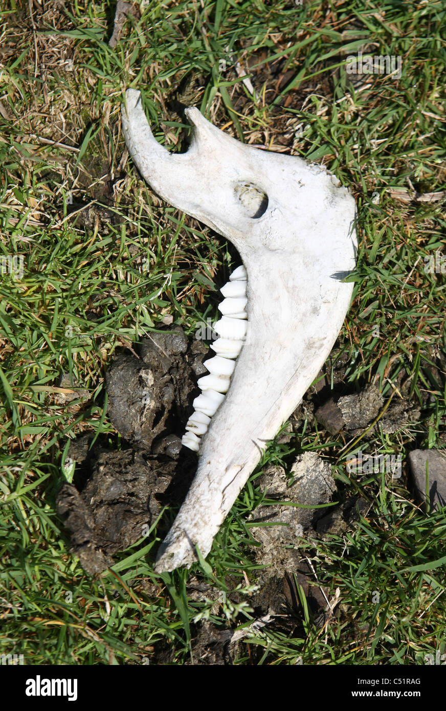 Sheep's jaw bone seen near to Cautley Spout in the Howgills, Cumberland