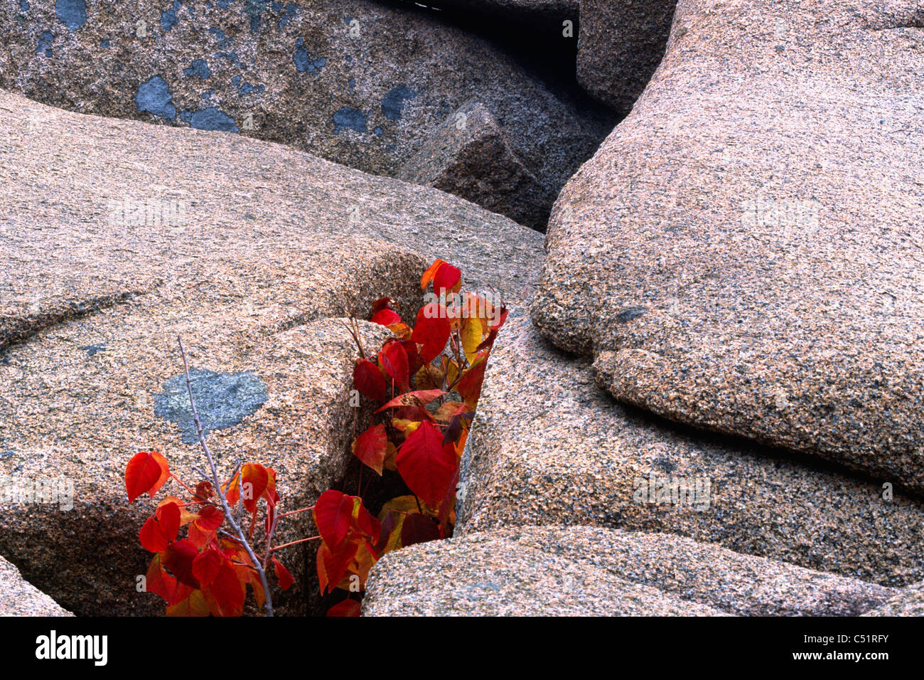 Close Up of Red Leaves Between Granite Rocks Stock Photo