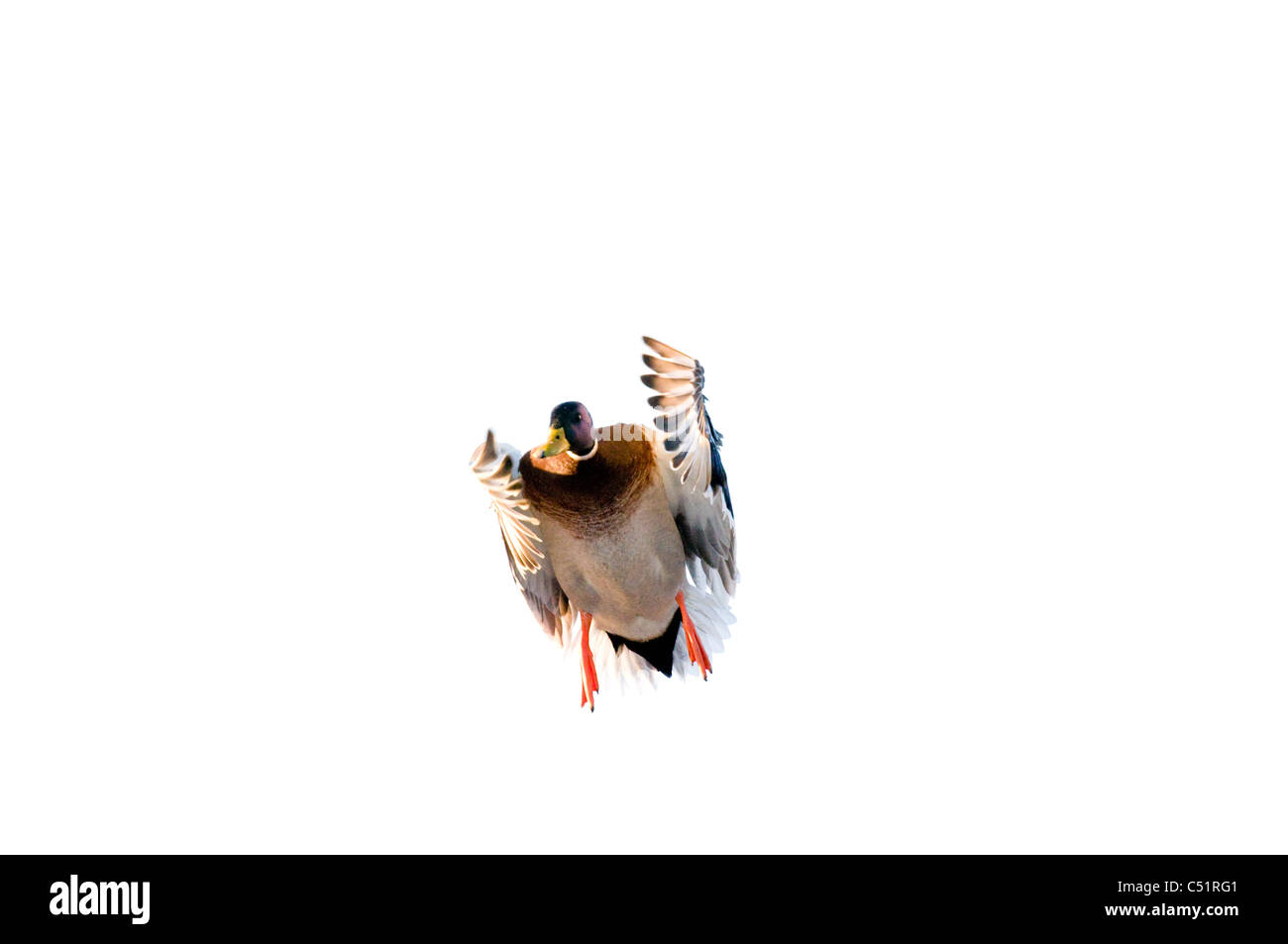 Drake mallard (Anas platyrhynchos) landing Stock Photo