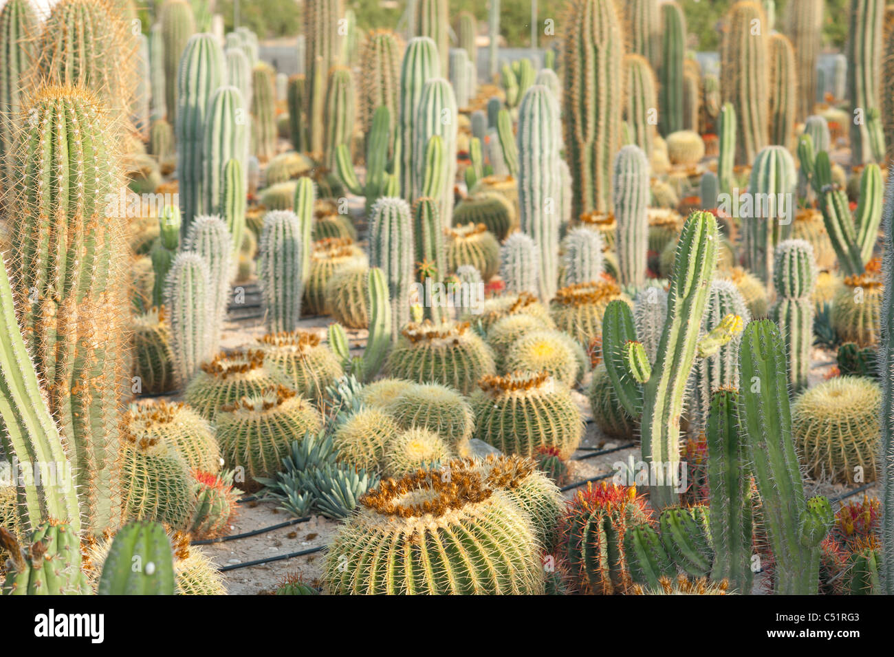 cactus-plantation-hi-res-stock-photography-and-images-alamy