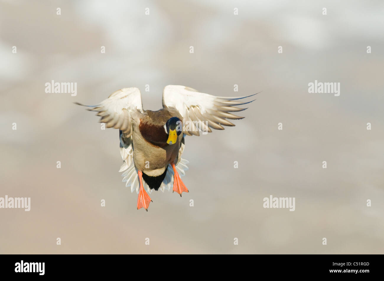Drake mallard (Anas platyrhynchos) landing Stock Photo