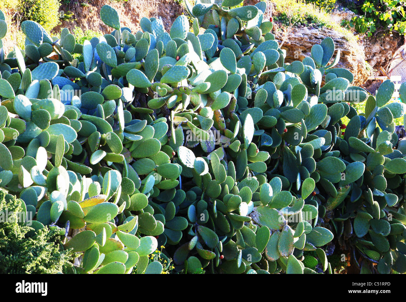 The many different shades of green of a cactus plant Stock Photo