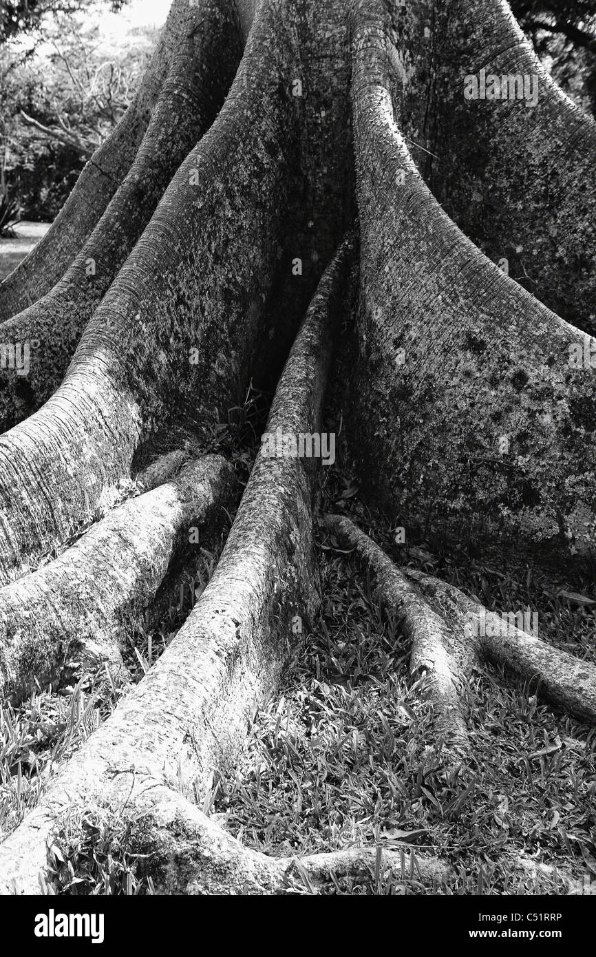 Close Up View of the Roots of a Ceiba Tree, Puerto Rico Stock Photo
