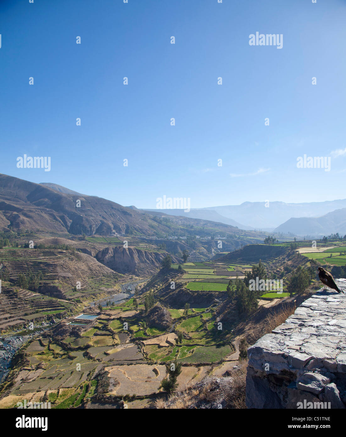 A falcon looks out over Colca Canyon, Peru Stock Photo