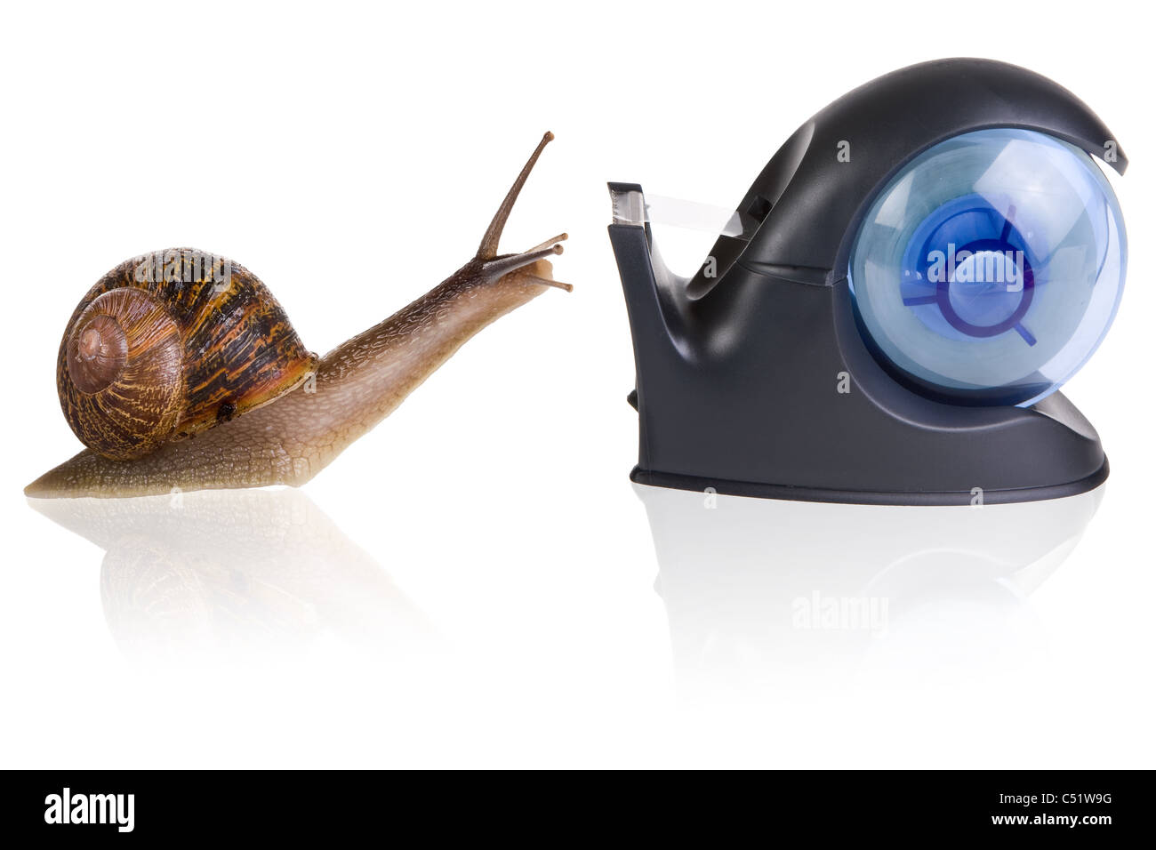 When The Snail Fall In Love Garden snail falling in love with a sellotape holder Stock Photo - Alamy