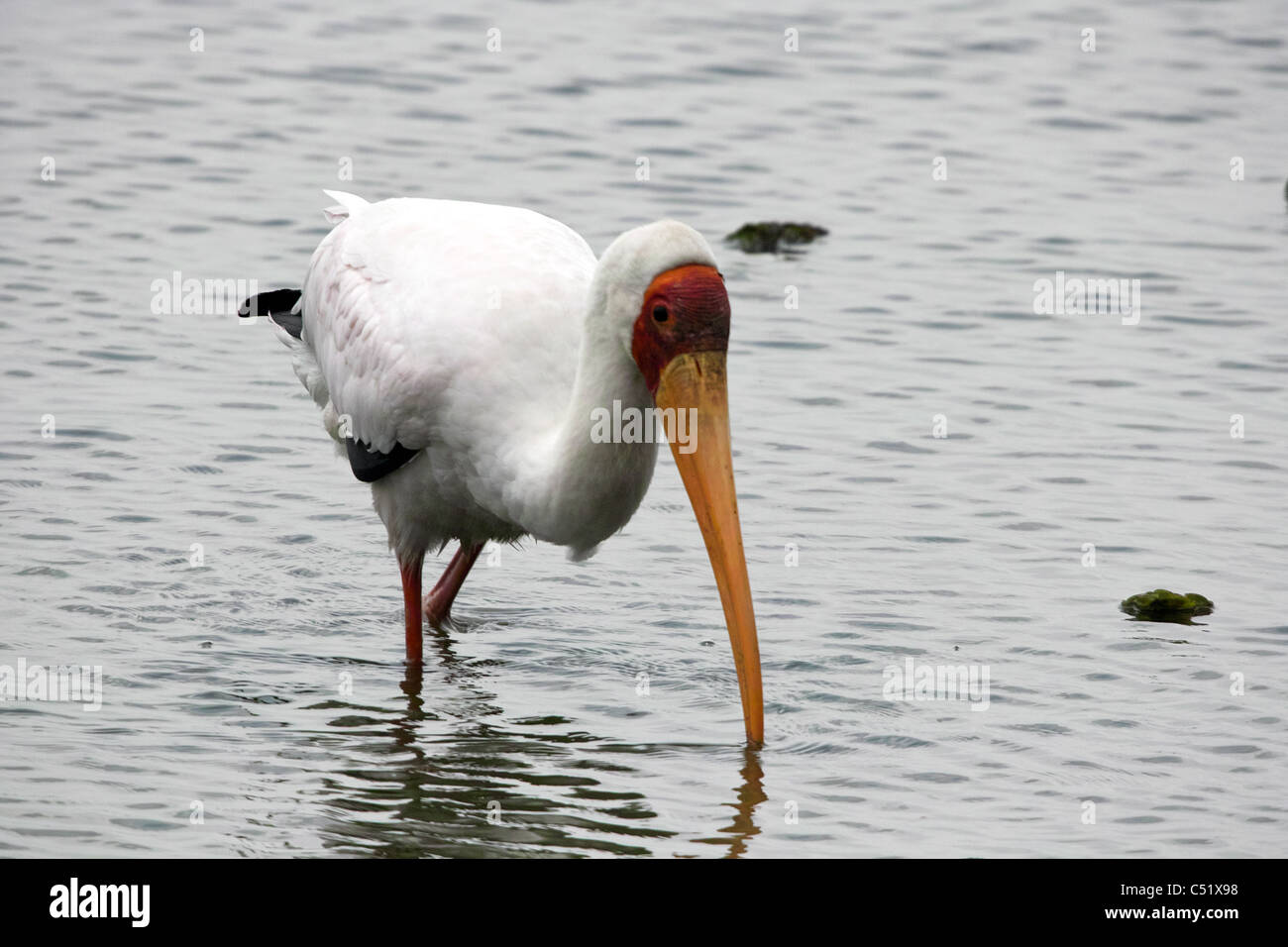 Wader in Naivasha valley lake with long bill and red slash over eyes Stock Photo