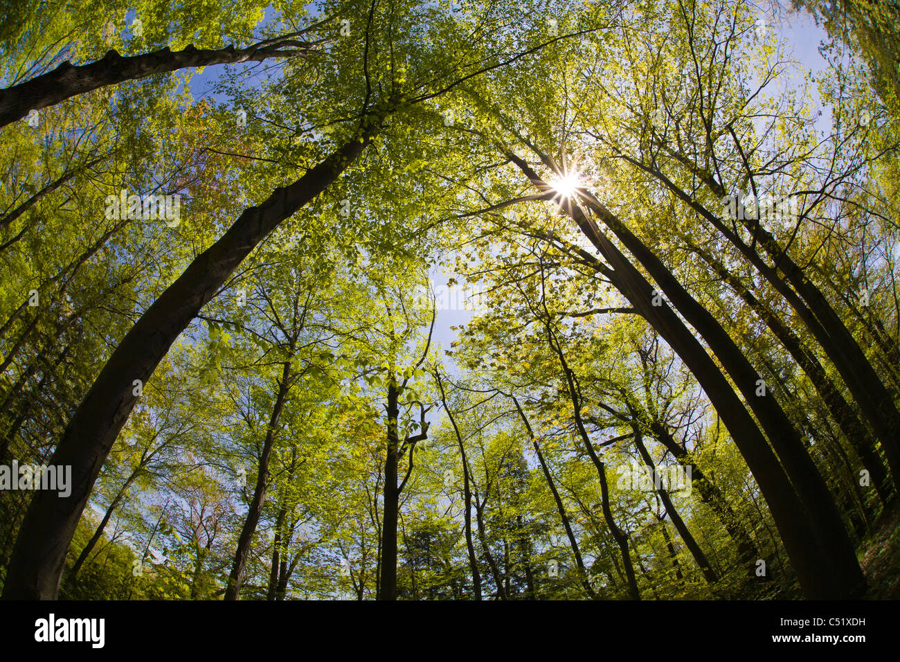 Tall trees sunburst hi-res stock photography and images - Alamy