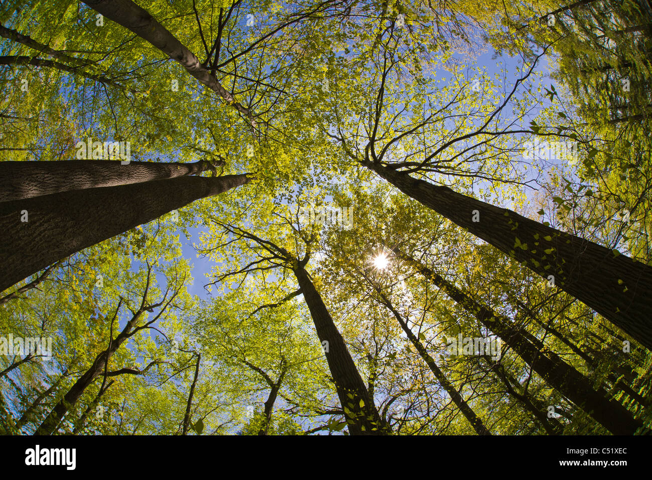 Looking up into tops of trees with spring leaves in Rochester New York ...