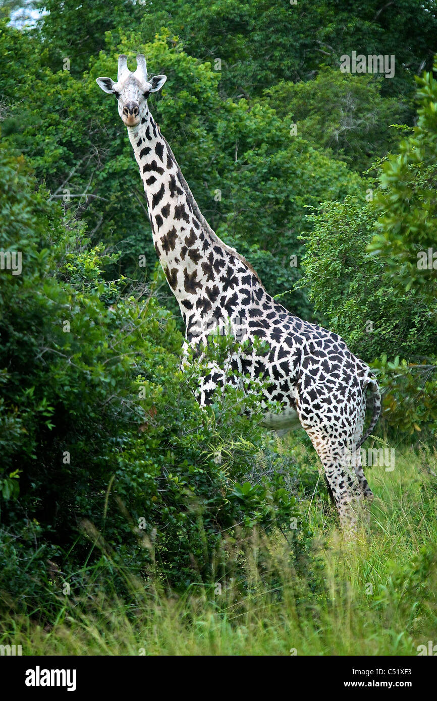Semi albino Giraffe Giraffa camelopardalis Saadani Tanzania Africa Stock Photo