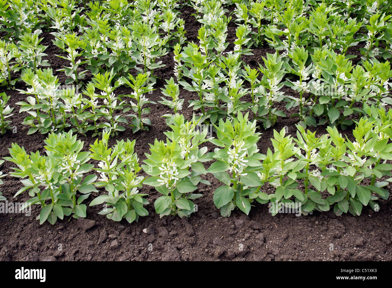 Agriculture background: cultivated field or garden of fava or broad bean (Vicia faba) with rows of the white bloom plant. Stock Photo