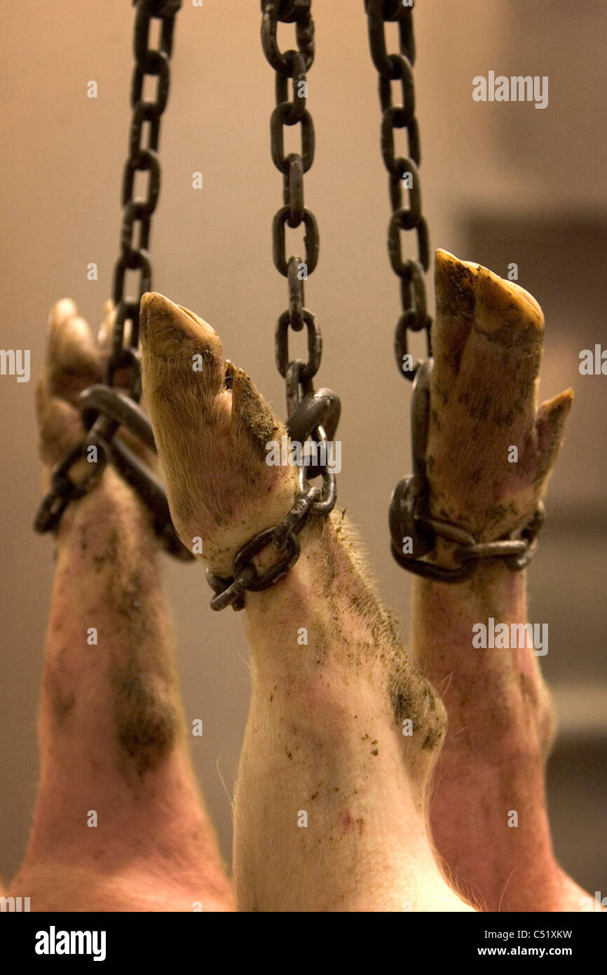 A pig after slaughter Stock Photo Alamy