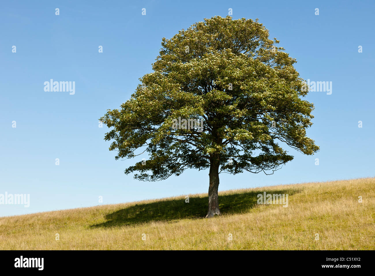 Single sycamore tree on grassy hillside near Whitwell, Isle of Wight. JMH5146 Stock Photo