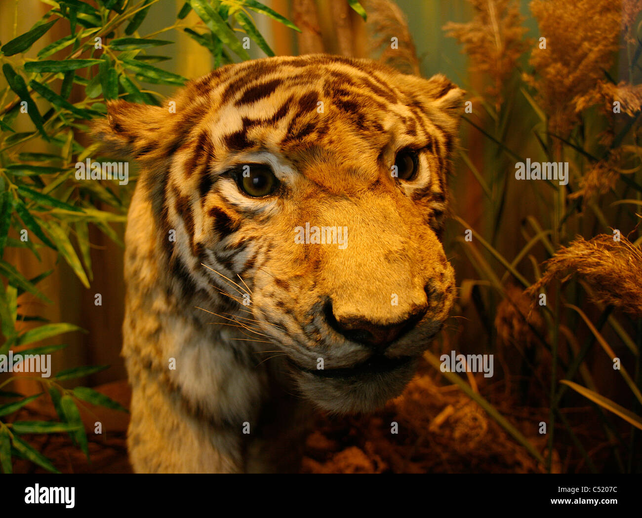 A stuffed / mounted tiger seen in the Natural history museum of Leipzig, Germany. Stock Photo