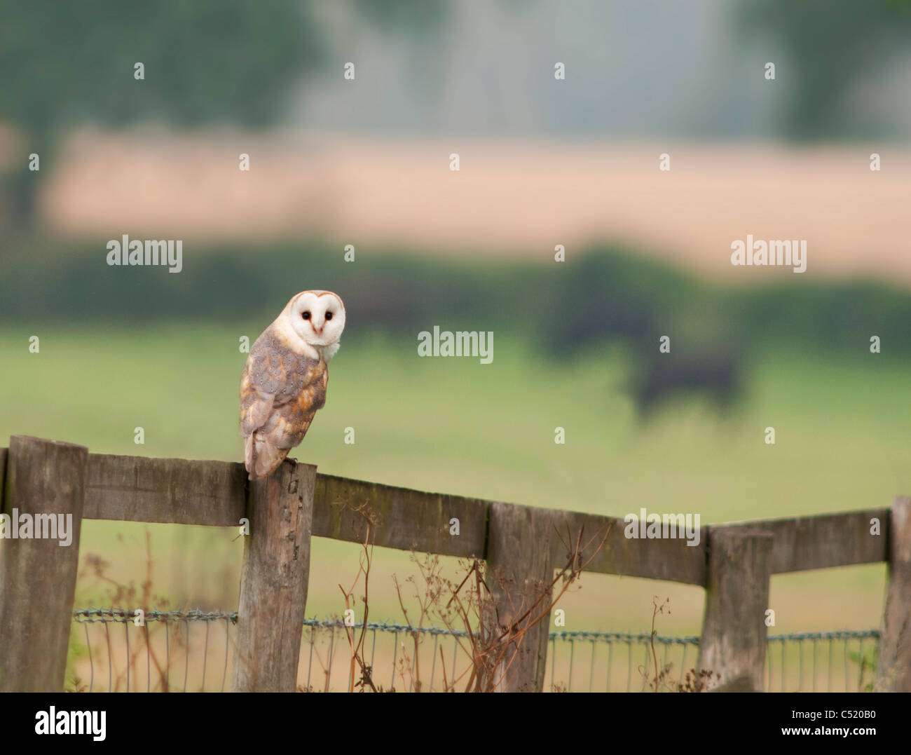 A wild Dark Female Barn Owl perched on wooden fence early Morning in Norfolk Stock Photo