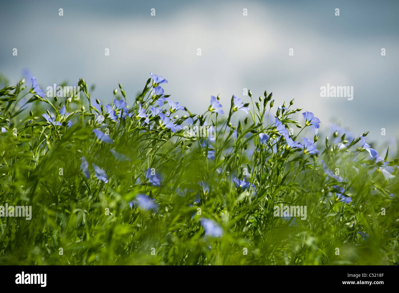 Linseed / Flax (Linum usitatissimum) organic, The Beautiful, European  wild plants