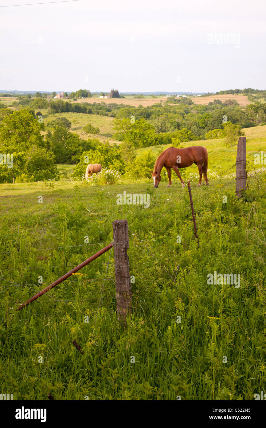 horses in pasture along the Driftless Area Scenic Byway, Allamakee County, Iowa Stock Photo